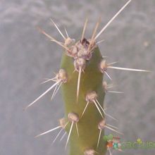 Una foto de Quiabentia verticillata
