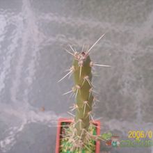 Una foto de Quiabentia verticillata