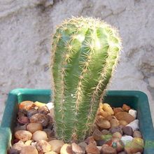 A photo of Echinopsis werdermannii