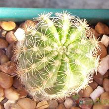 A photo of Echinopsis werdermannii