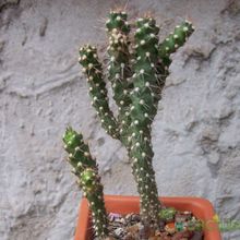 A photo of Corynopuntia vilis