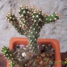 A photo of Corynopuntia vilis