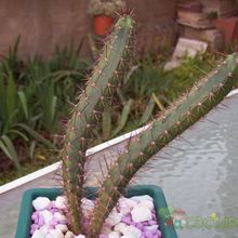 Una foto de Harrisia pomanensis