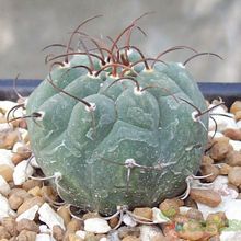 Una foto de Matucana madisoniorum