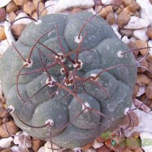 Una foto de Matucana madisoniorum
