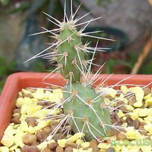 A photo of Opuntia fragilis