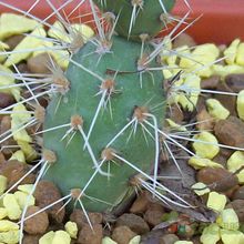 A photo of Opuntia fragilis