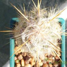 Una foto de Pilosocereus chrysacanthus