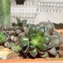 A photo of Anacampseros filamentosa