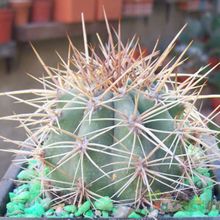 Una foto de Echinopsis atacamensis