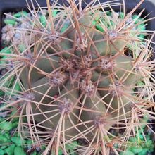 Una foto de Echinopsis atacamensis