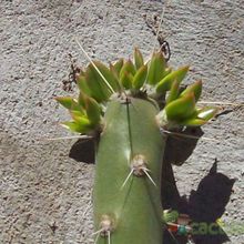 Una foto de Quiabentia verticillata