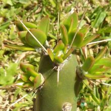 Una foto de Quiabentia verticillata