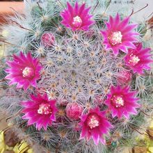 A photo of Mammillaria bocasana ssp. bocasana
