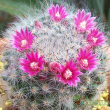 A photo of Mammillaria bocasana ssp. bocasana