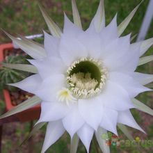 Una foto de Echinopsis rhodotricha