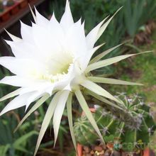 Una foto de Echinopsis rhodotricha
