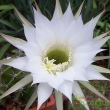 Una foto de Echinopsis rhodotricha