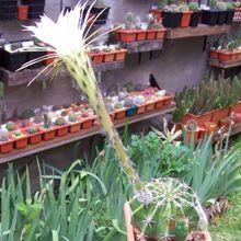 Una foto de Echinopsis rhodotricha