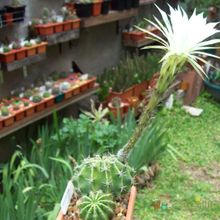 Una foto de Echinopsis rhodotricha