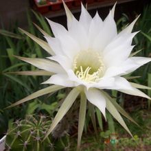 Una foto de Echinopsis rhodotricha