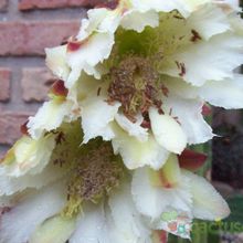 A photo of Cereus jamacaru
