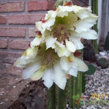 A photo of Cereus jamacaru