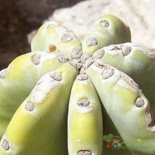 A photo of Cereus jamacaru