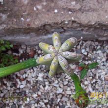 A photo of Cereus jamacaru