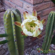 A photo of Cereus jamacaru
