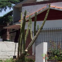 A photo of Cereus jamacaru