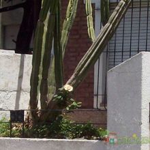 A photo of Cereus jamacaru