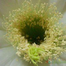 Una foto de Cereus forbesii