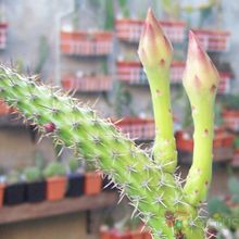A photo of Monvillea cavendishii
