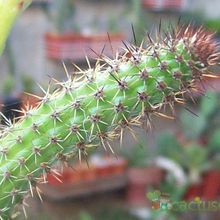 A photo of Monvillea cavendishii