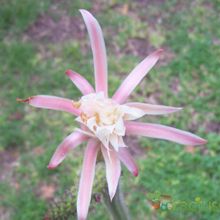A photo of Monvillea cavendishii