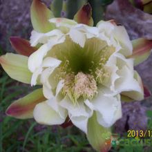 A photo of Cereus jamacaru