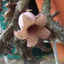 A photo of Stapelianthus decaryi