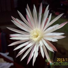 A photo of Monvillea cavendishii
