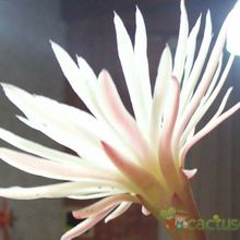 A photo of Monvillea cavendishii