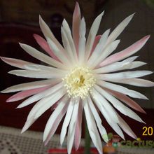 A photo of Monvillea cavendishii