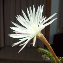 A photo of Monvillea cavendishii