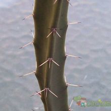 A photo of Harrisia tortuosa