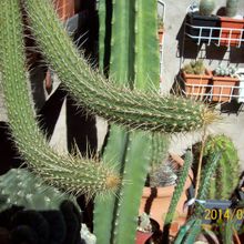 A photo of Cleistocactus baumannii ssp. santacruzensis