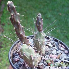 Una foto de Maihueniopsis nigrispina