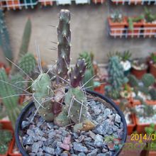 Una foto de Maihueniopsis nigrispina