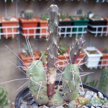 Una foto de Maihueniopsis nigrispina