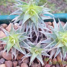 Una foto de Deuterocohnia brevifolia