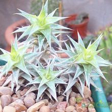 Una foto de Deuterocohnia brevifolia