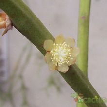 A photo of Rhipsalis floccosa